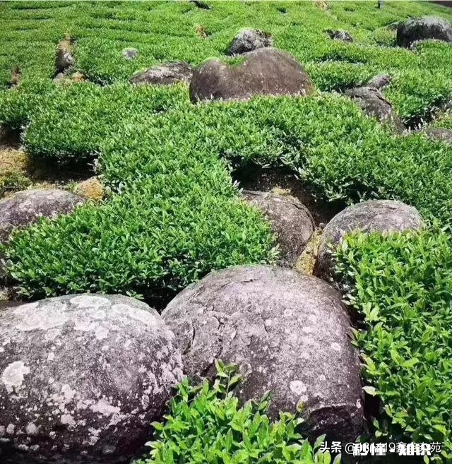 种什么茶叶经济价值最高