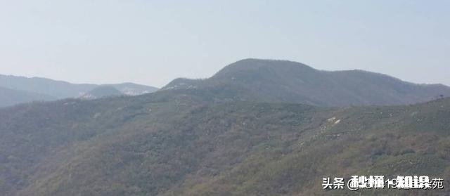 种什么茶叶经济价值最高