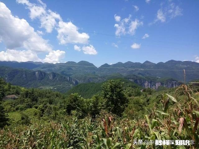 种什么茶叶经济价值最高