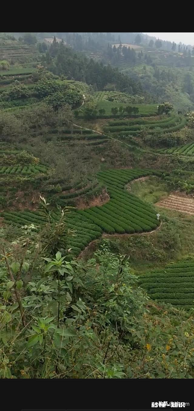 种什么茶叶经济价值最高