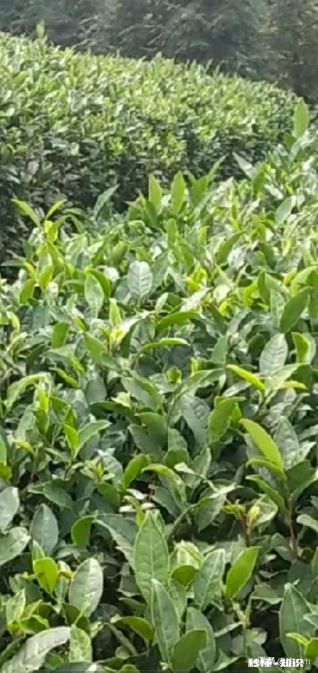 种什么茶叶经济价值最高