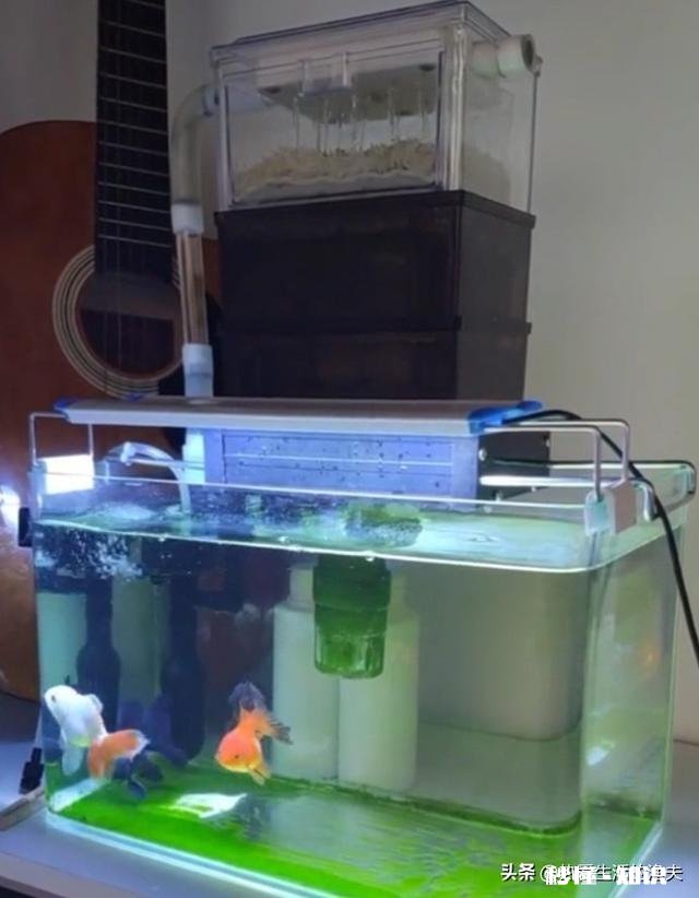 想在工厂宿舍养金鱼，需要注意什么