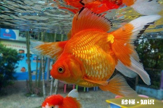 想在工厂宿舍养金鱼，需要注意什么