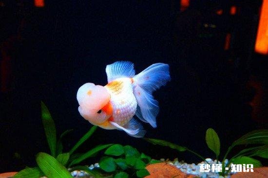 想在工厂宿舍养金鱼，需要注意什么