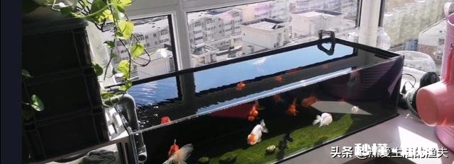 想在工厂宿舍养金鱼，需要注意什么