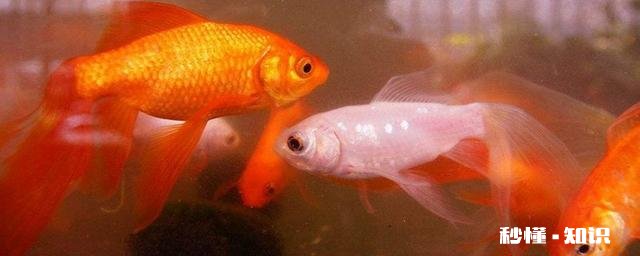 想在工厂宿舍养金鱼，需要注意什么