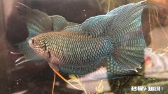 想在工厂宿舍养金鱼，需要注意什么