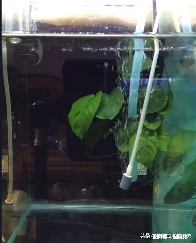 想在工厂宿舍养金鱼，需要注意什么