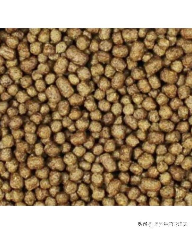 想在工厂宿舍养金鱼，需要注意什么