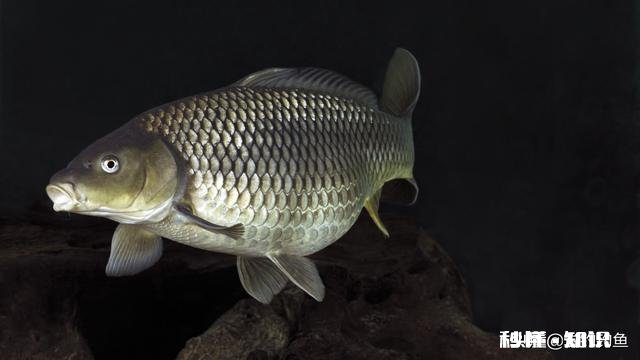 用什么鱼饵钓鲤鱼而不会钓到草鱼