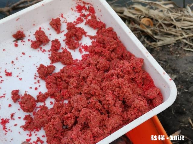 用饵料钓鱼需要打窝吗