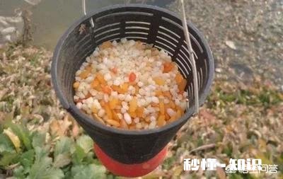 用饵料钓鱼需要打窝吗