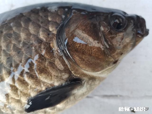 钓鱼人，您相信有“钓德”吗