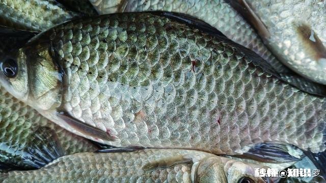 钓鱼人，您相信有“钓德”吗