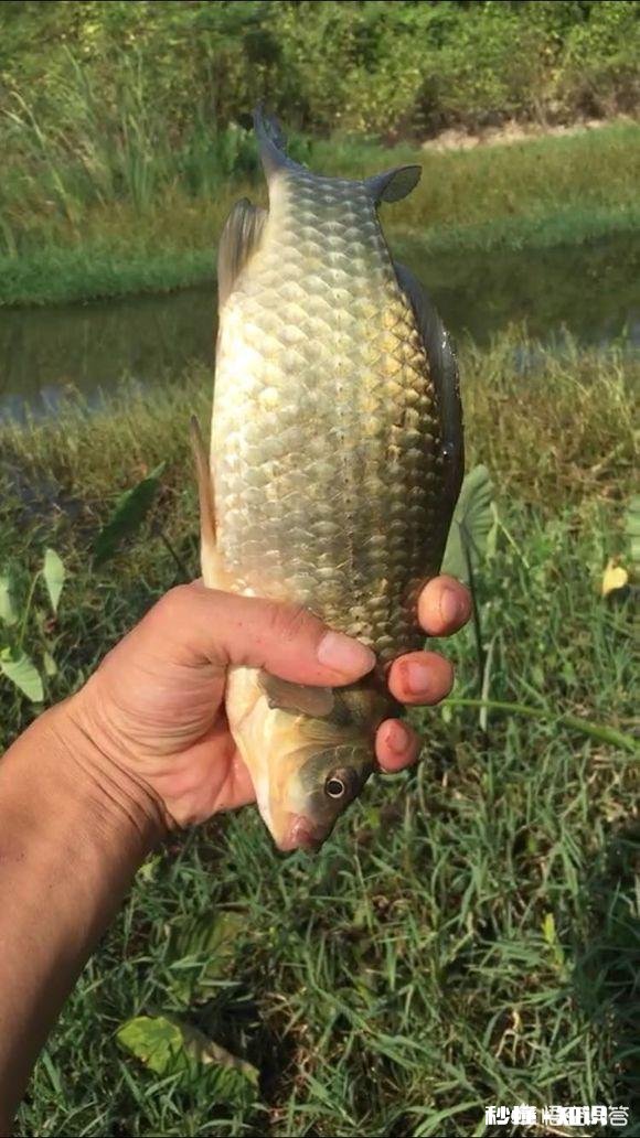 担心钓鱼刺鱼不深，用力过大，怎么办