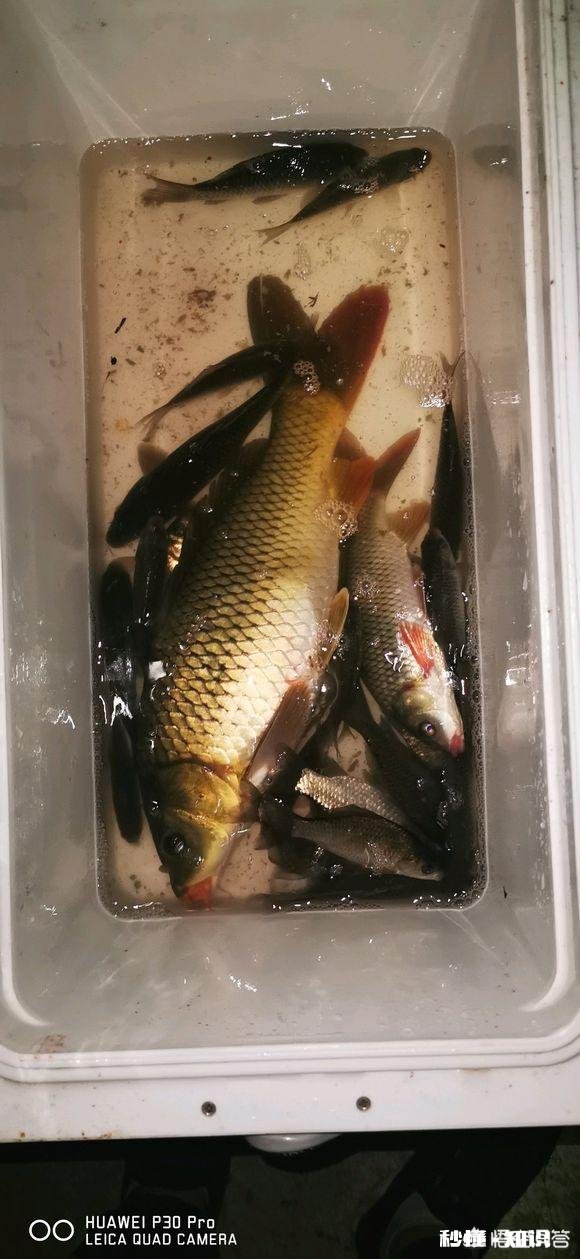 担心钓鱼刺鱼不深，用力过大，怎么办