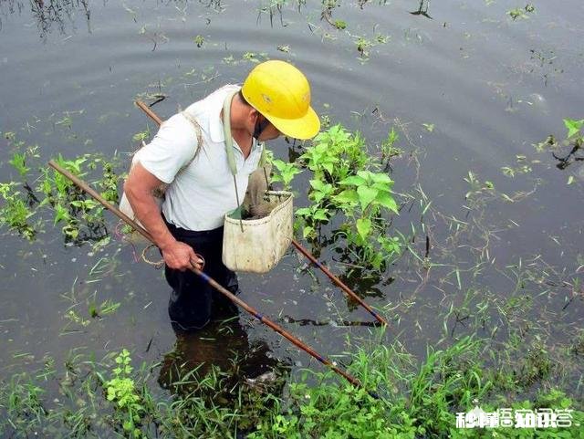 最近草鱼不进食，偶尔会死一两条不知什么原因