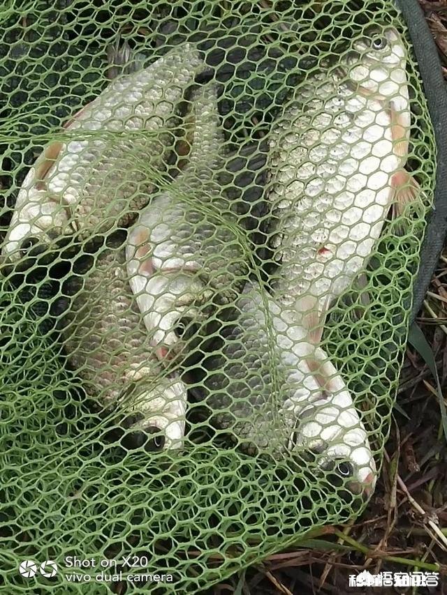 钓到的鱼您是送人呢还是做成美味给家人吃