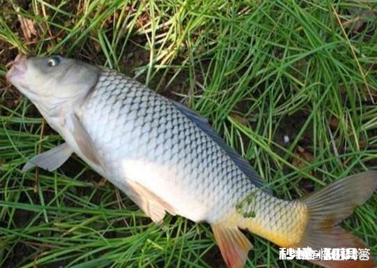 钓到的鱼您是送人呢还是做成美味给家人吃