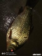 钓到的鱼您是送人呢还是做成美味给家人吃