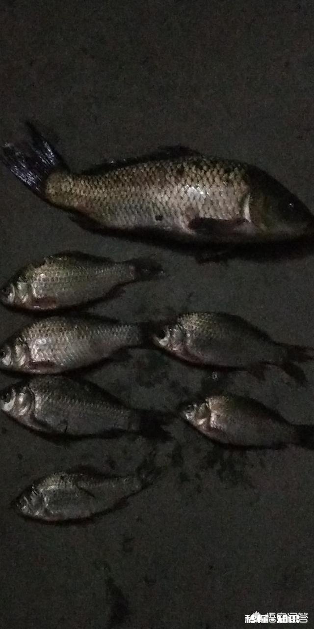 钓到的鱼您是送人呢还是做成美味给家人吃