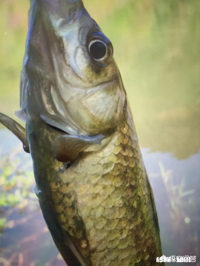 钓到的鱼您是送人呢还是做成美味给家人吃