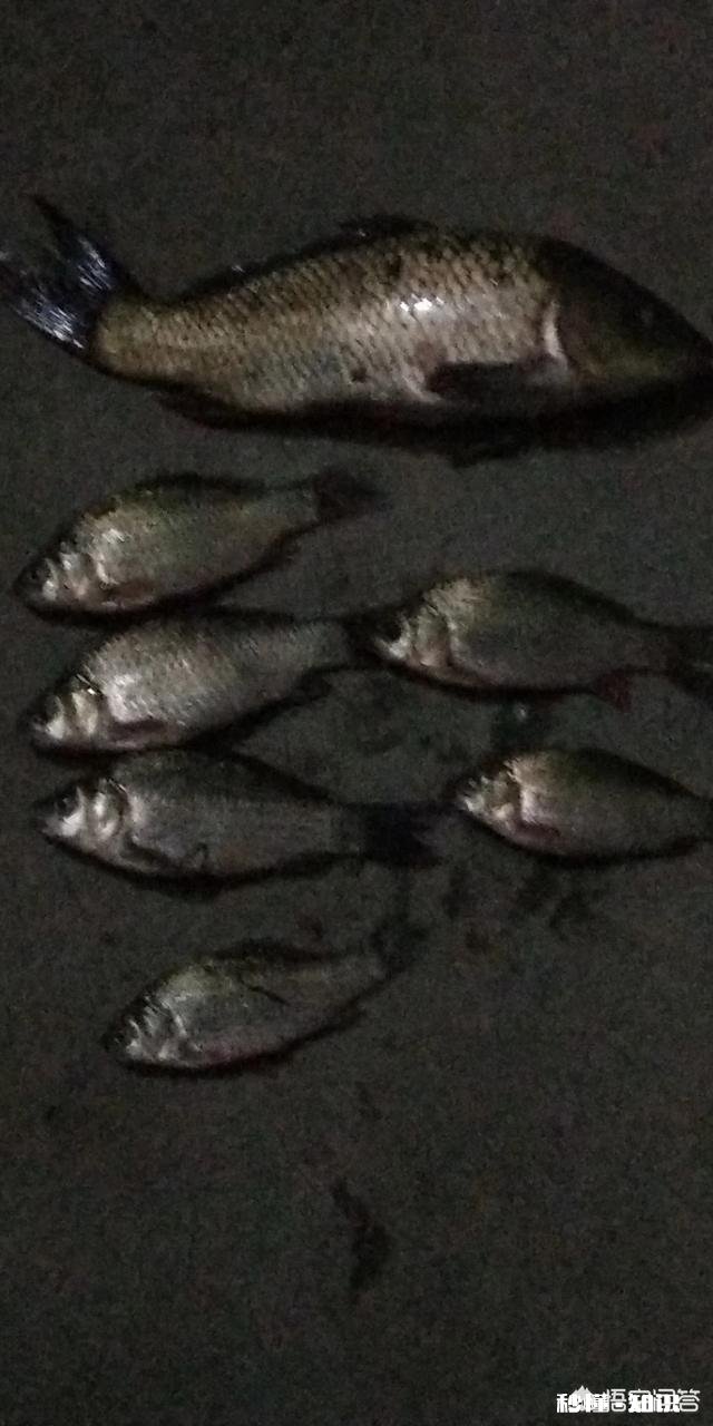 钓到的鱼您是送人呢还是做成美味给家人吃