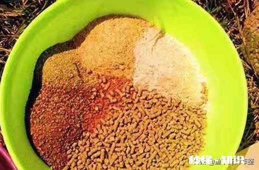 春季钓鲫鱼用什么窝料能快速的诱鱼