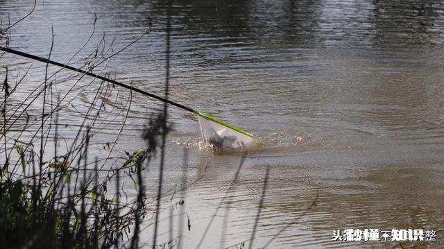 春季钓鲫鱼用什么窝料能快速的诱鱼
