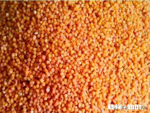 春季钓鲫鱼用什么窝料能快速的诱鱼