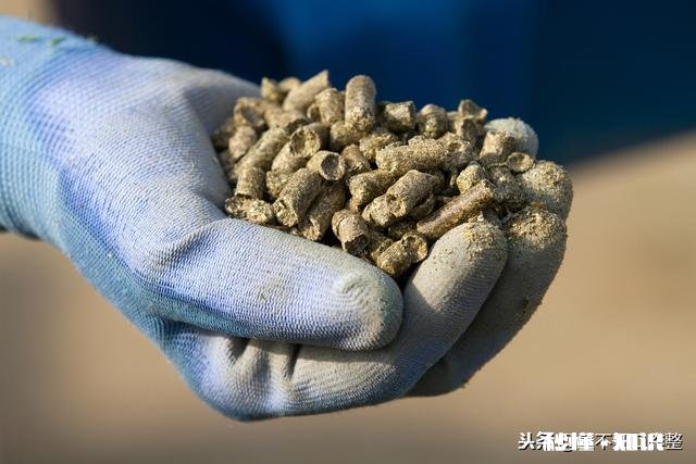 春季钓鲫鱼用什么窝料能快速的诱鱼