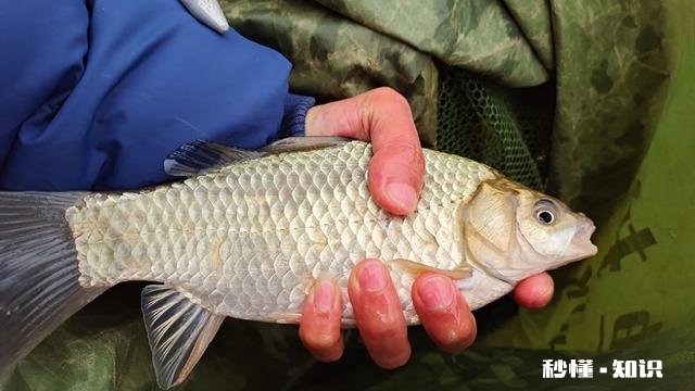春季钓鲫鱼用什么窝料能快速的诱鱼