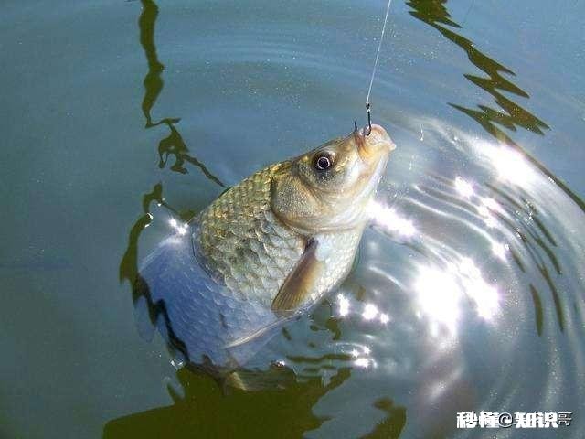 春季钓鲫鱼用什么窝料能快速的诱鱼