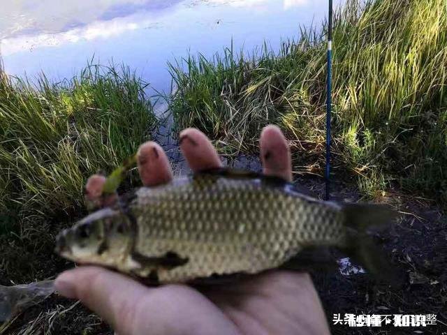 春季钓鲫鱼用什么窝料能快速的诱鱼
