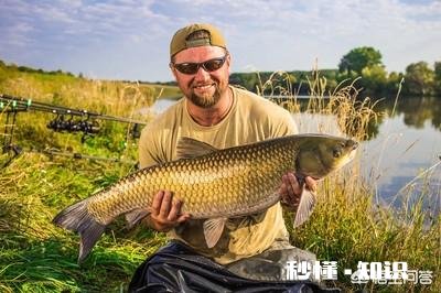 请问草鱼在气温多少度后开始停口呢钓鱼还合适么