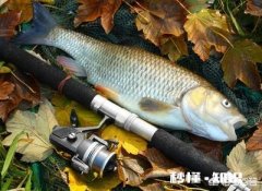 请问草鱼在气温多少度后开始停口呢钓鱼还合适么