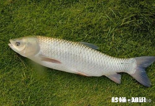 请问草鱼在气温多少度后开始停口呢钓鱼还合适么