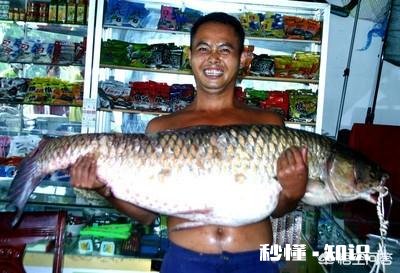 请问草鱼在气温多少度后开始停口呢钓鱼还合适么