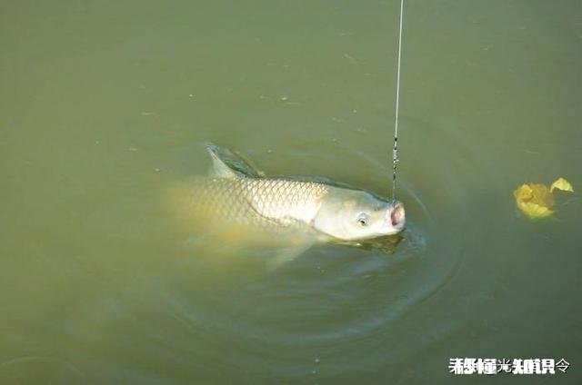 请问草鱼在气温多少度后开始停口呢钓鱼还合适么