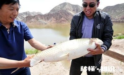 请问草鱼在气温多少度后开始停口呢钓鱼还合适么