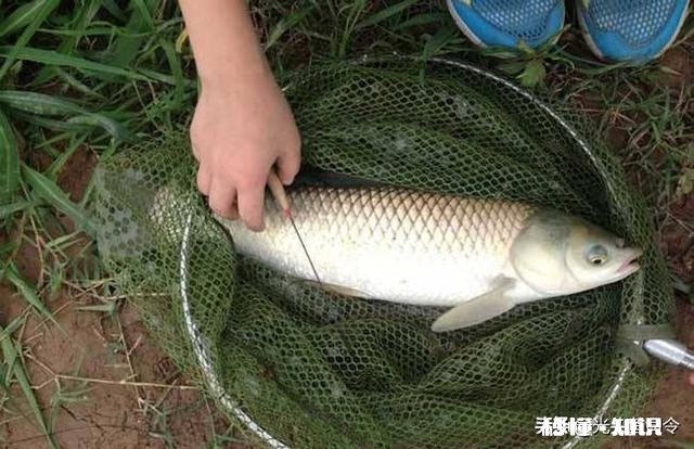 请问草鱼在气温多少度后开始停口呢钓鱼还合适么