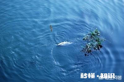 请问草鱼在气温多少度后开始停口呢钓鱼还合适么