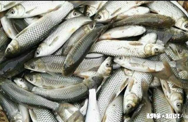 请问草鱼在气温多少度后开始停口呢钓鱼还合适么