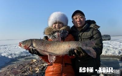 请问草鱼在气温多少度后开始停口呢钓鱼还合适么