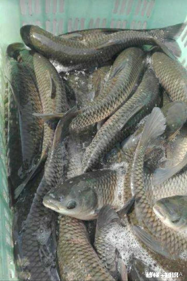 请问草鱼在气温多少度后开始停口呢钓鱼还合适么