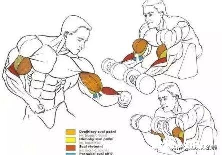 一组哑铃弯举需要做多少组多少次