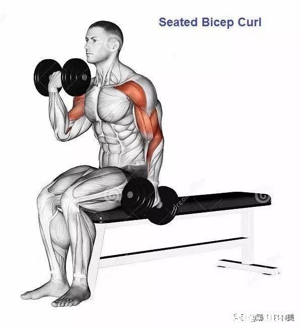 一组哑铃弯举需要做多少组多少次