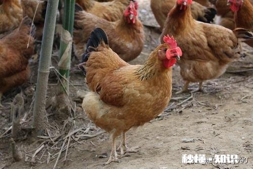 在农村有三百平方米的老房子可以笼养多少只文昌鸡