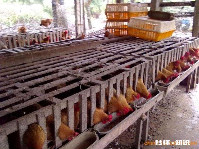 在农村有三百平方米的老房子可以笼养多少只文昌鸡