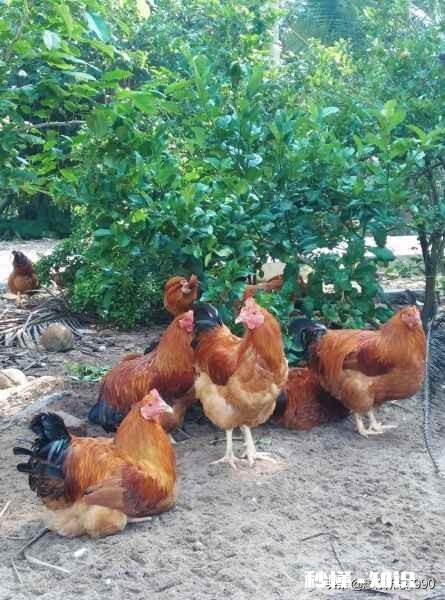 在农村有三百平方米的老房子可以笼养多少只文昌鸡